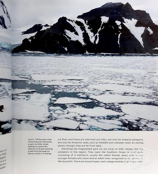 【中商原版】大卫 爱登堡 冰冻星球2 BBC纪录片 全彩照片精装 Frozen Planet II 英文原版 Mark Brownlow Elizabeth White 商品图6