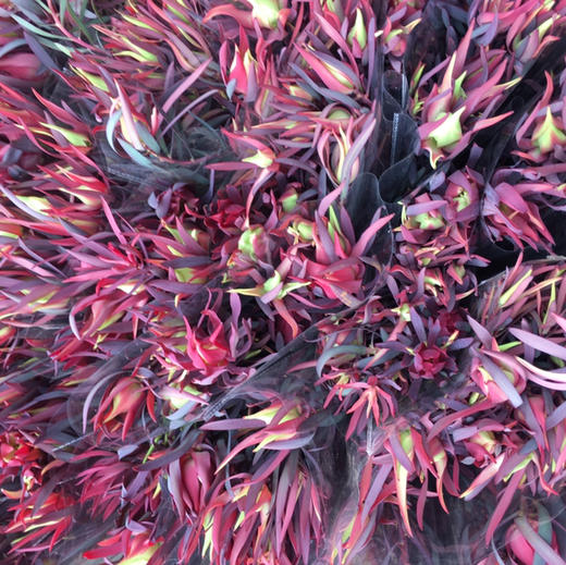 细叶木百合.红色 商品图1