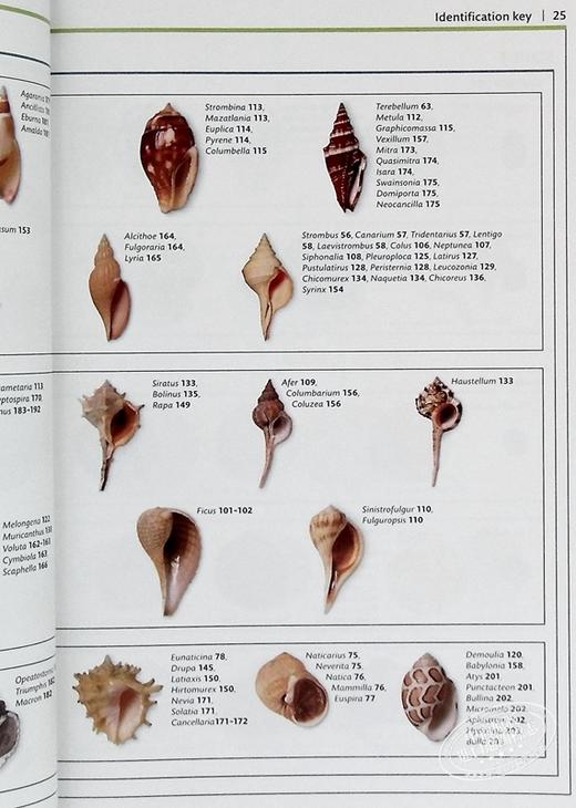 预售 【中商原版】DK 贝壳 彩色图鉴 Smithsonian Handbook Shells 英文原版 S Peter Dance 贝壳识别指南 自然科学 科普百科 商品图7