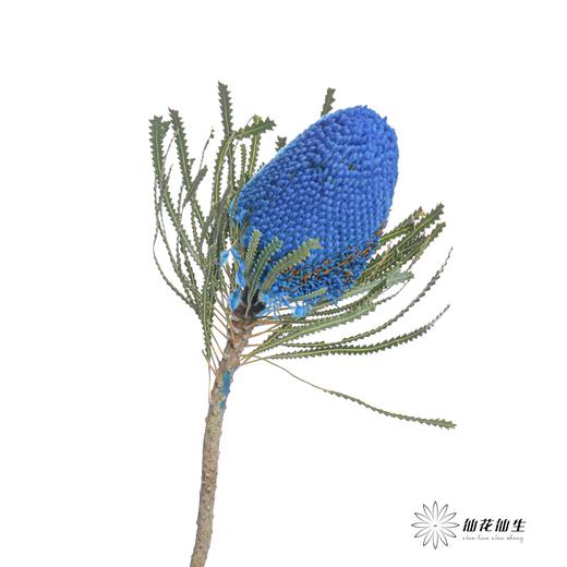 南非花材 | 班克木蓝色Hookeriana Blue【可能染色不均匀，有色差， 介意慎拍】 商品图5