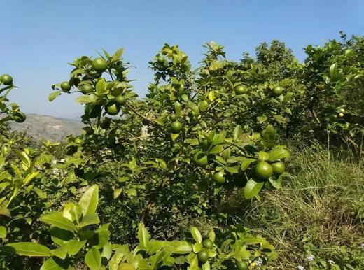 生态青柠 | 生态种植、老品种、带籽 | 每周发运2次，现采现发 | 产自云南元江眷村，产地直发，顺丰包邮 商品图5