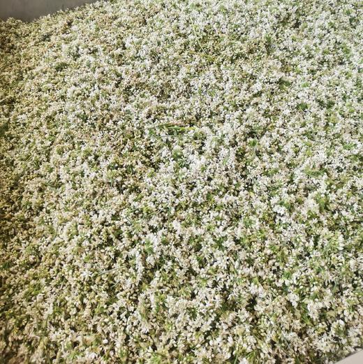 草原野生韭菜花酱 | 内蒙古特产 火锅蘸料 拌饭酱 | 公平贸易 * Leek flower sauce 商品图4