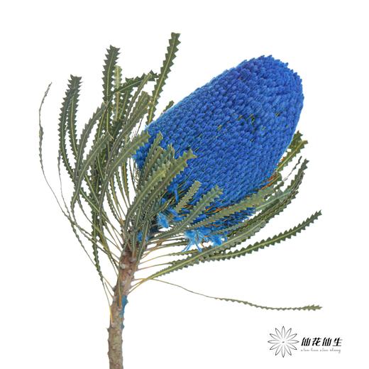 南非花材 | 班克木蓝色Hookeriana Blue【可能染色不均匀，有色差， 介意慎拍】 商品图4