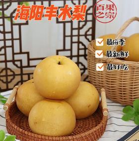 【清肺燥润】海阳丰水梨