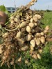 自产/有机种植花生 带壳干花生 商品缩略图3