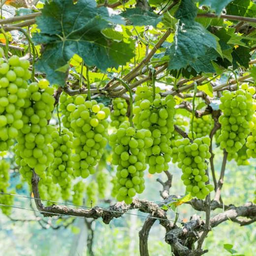 企库农场  阳光玫瑰葡萄   5斤   颗粒饱满 淡淡清香 肉质水嫩甜蜜 商品图1