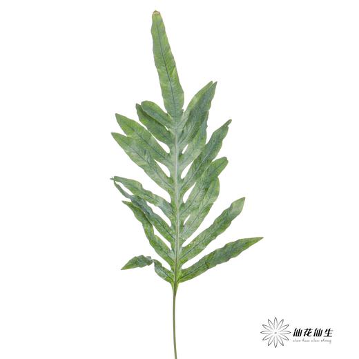 叶材 | 贯众蕨 商品图4
