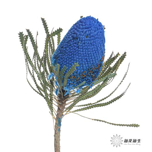 南非花材 | 班克木蓝色Hookeriana Blue【可能染色不均匀，有色差， 介意慎拍】 商品图0