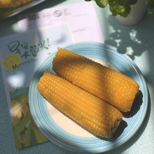 【第七季·早安大苞米】母婴级玉米，东北真空鲜穗玉米，软糯香甜不粘牙 商品图8