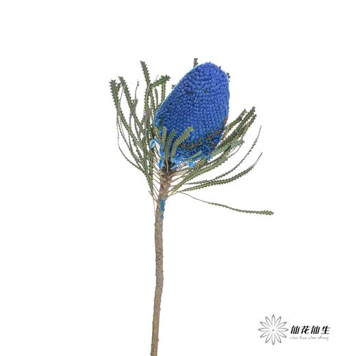 南非花材 | 班克木蓝色Hookeriana Blue【可能染色不均匀，有色差， 介意慎拍】 商品图2