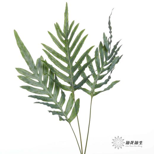 叶材 | 贯众蕨 商品图0