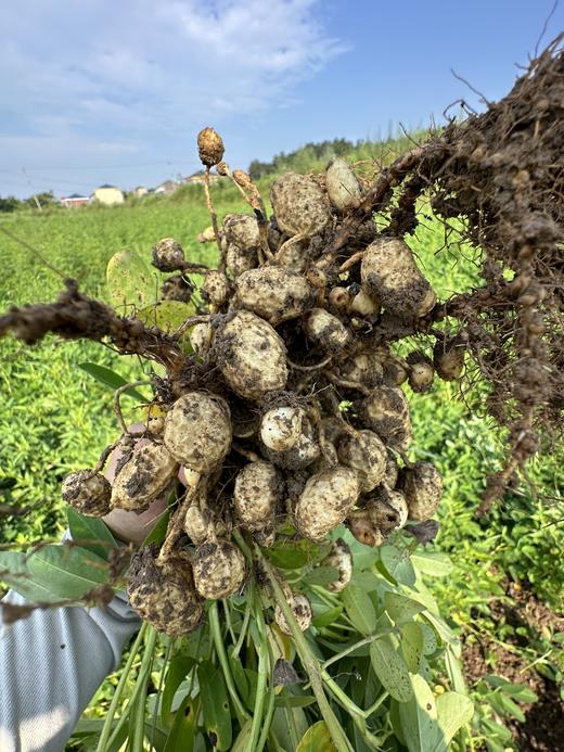 自产/有机种植花生 带壳干花生 商品图4
