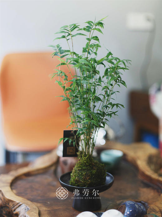 苔藓球-小米竹 商品图1