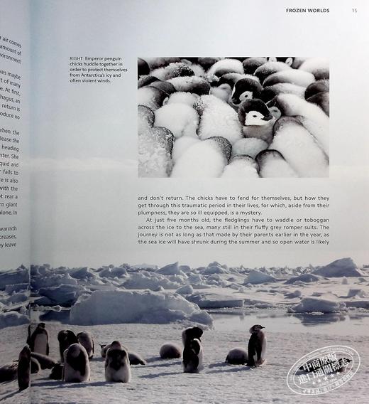 【中商原版】大卫 爱登堡 冰冻星球2 BBC纪录片 全彩照片精装 Frozen Planet II 英文原版 Mark Brownlow Elizabeth White 商品图4