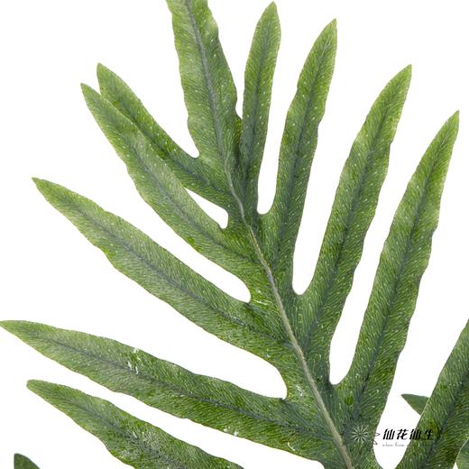 叶材 | 贯众蕨 商品图7
