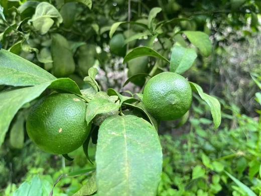生态青柠 | 生态种植、老品种、带籽 | 每周发运2次，现采现发 | 产自云南元江眷村，产地直发，顺丰包邮 商品图2