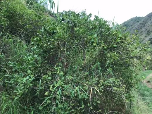 生态青柠 | 生态种植、老品种、带籽 | 每周发运2次，现采现发 | 产自云南元江眷村，产地直发，顺丰包邮 商品图7