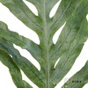 叶材 | 贯众蕨 商品缩略图3
