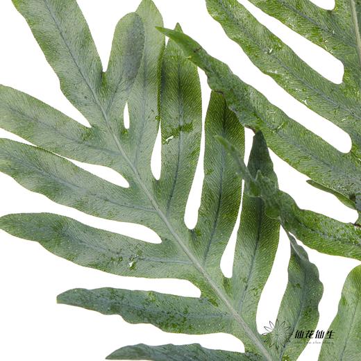 叶材 | 贯众蕨 商品图5