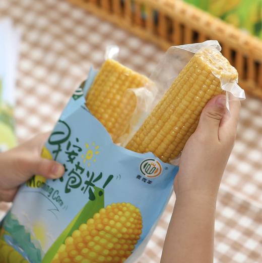 【第七季·早安大苞米】母婴级玉米，东北真空鲜穗玉米，软糯香甜不粘牙 商品图0