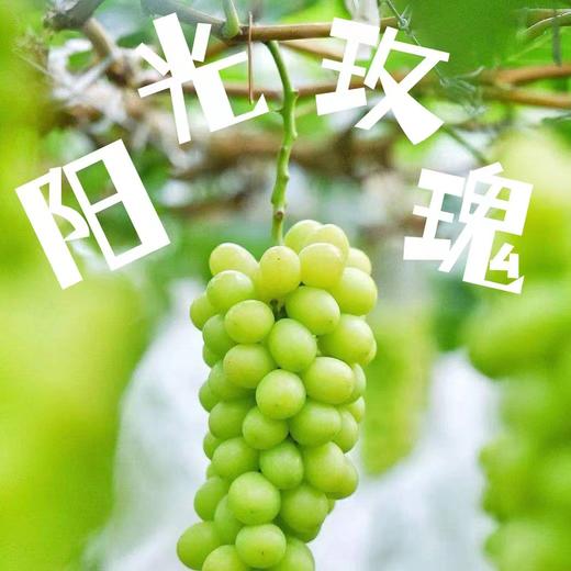 企库农场  阳光玫瑰葡萄   5斤   颗粒饱满 淡淡清香 肉质水嫩甜蜜 商品图0