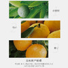 柑气楼 柑橘滋养 无硅油控油洗发露 725g 商品缩略图5