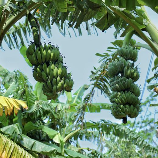 火山香蕉（涠洲岛产） 商品图1
