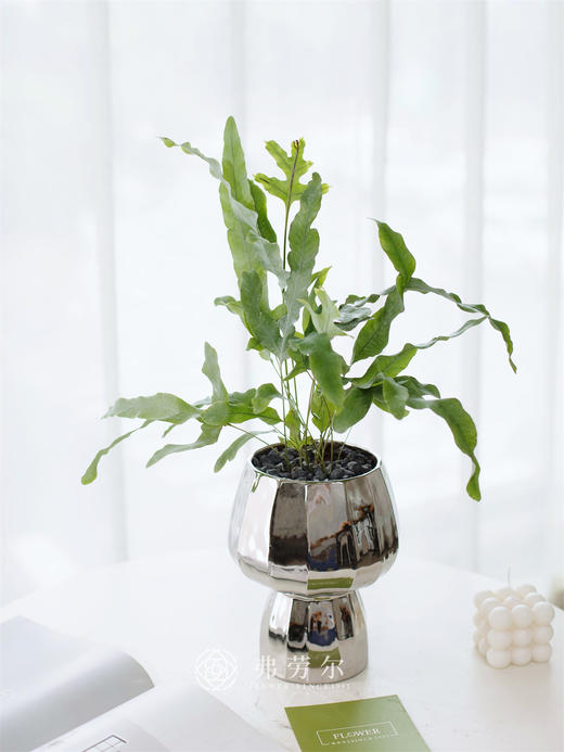 JT蓝星水龙骨蕨 商品图0