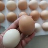 刨刨鸡 鸡蛋【周末活动】 商品缩略图2