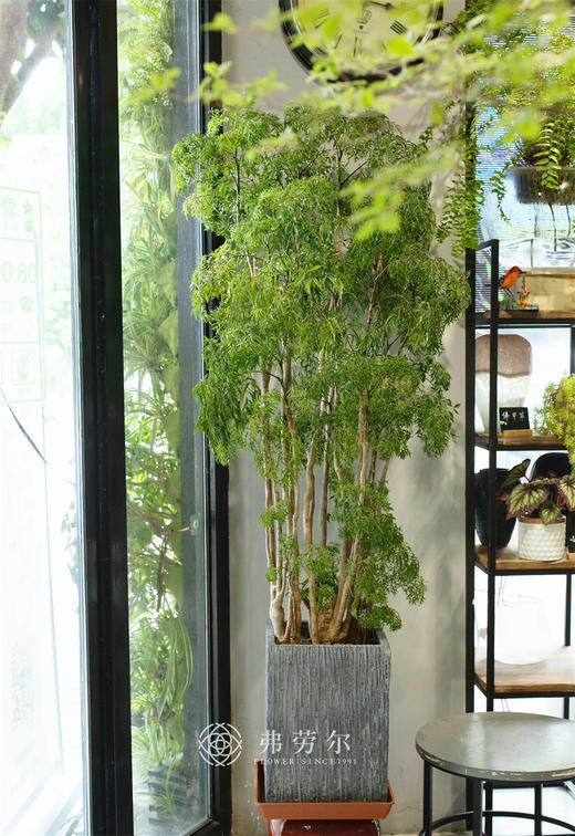 JT羽叶福禄桐 商品图0