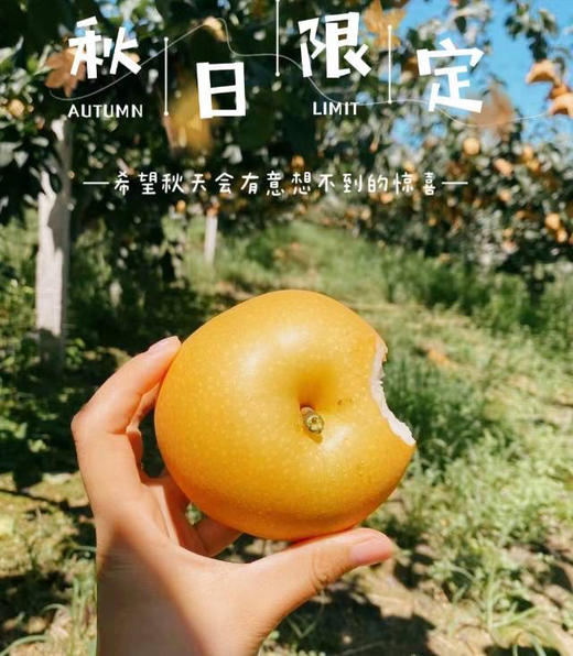 周五配送！秋月梨🍐水分足，秋天的第一口，梨子届的顶级精品！！脆如冰，嫩无渣，口口爆汁不愧是“加了糖的矿泉水”😋甜度13+一切都值得等待🌈规格：5.5斤/箱 商品图0