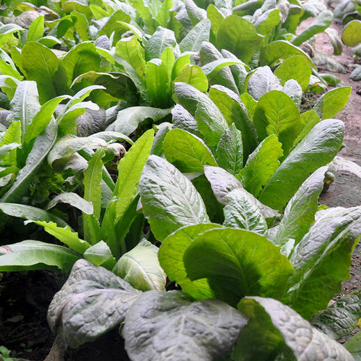 有机蔬菜有机莴笋叶250g 欧盟认证新鲜现摘京津冀满百包邮 商品图2