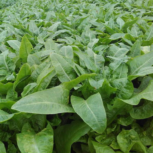 有机蔬菜有机莴笋叶250g 欧盟认证新鲜现摘京津冀满百包邮 商品图5