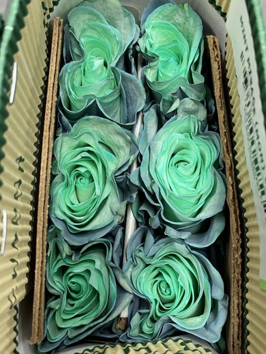 厄瓜多尔玫瑰 薄荷 · 花束 商品图1