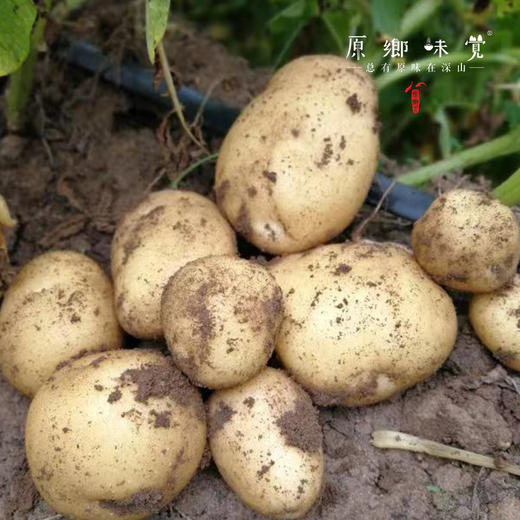 坝上生态羊粪土豆，黄心土豆（基地直发-顺丰包邮）| 2.5kg，来自河北张家口，生产者：李鹏飞【合作生产，公平贸易】 商品图5