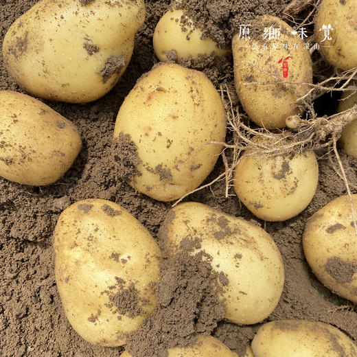 坝上生态羊粪土豆，黄心土豆（基地直发-顺丰包邮）| 2.5kg，来自河北张家口，生产者：李鹏飞【合作生产，公平贸易】 商品图2
