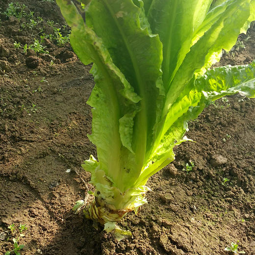 有机蔬菜有机莴笋叶250g 欧盟认证新鲜现摘京津冀满百包邮 商品图6