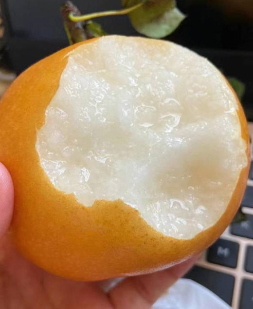 周五配送！秋月梨🍐水分足，秋天的第一口，梨子届的顶级精品！！脆如冰，嫩无渣，口口爆汁不愧是“加了糖的矿泉水”😋甜度13+一切都值得等待🌈规格：5.5斤/箱 商品图1