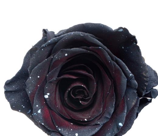 厄瓜多尔玫瑰 太空漫步 · 花束 商品图2