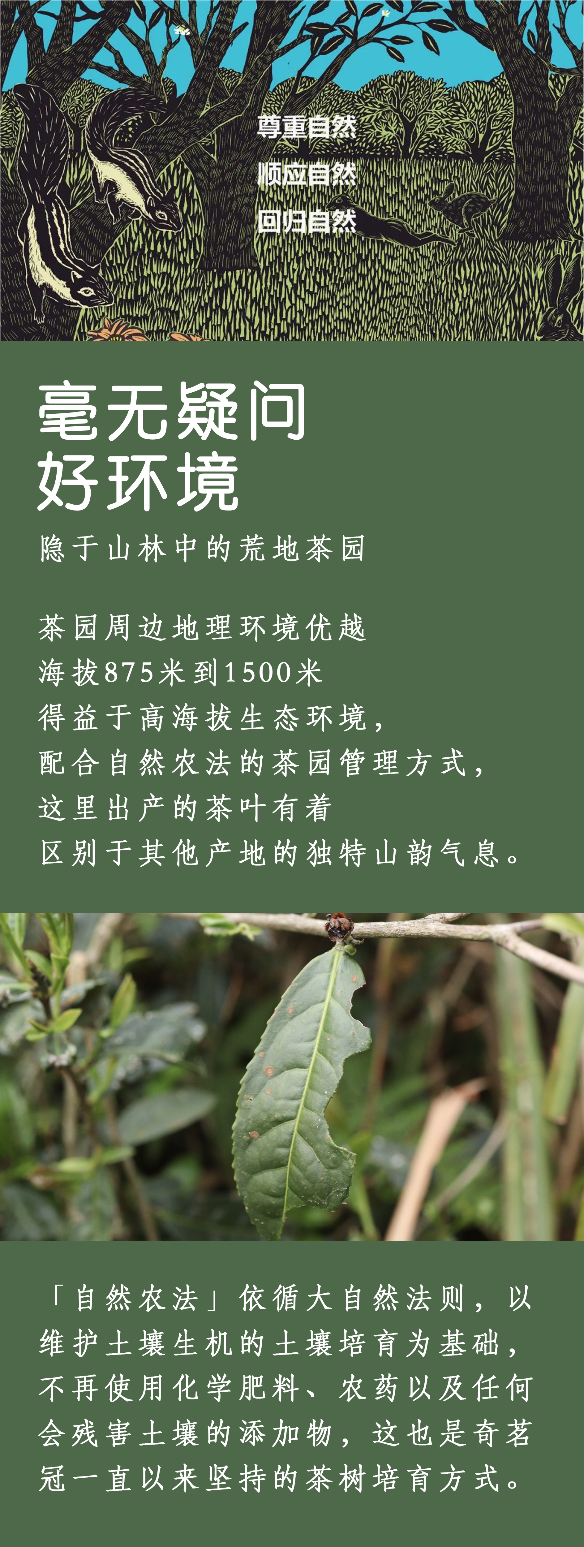 祺茗堂普洱茶图片