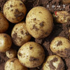 坝上生态羊粪土豆，黄心土豆（基地直发-顺丰包邮）| 2.5kg，来自河北张家口，生产者：李鹏飞【合作生产，公平贸易】 商品缩略图3