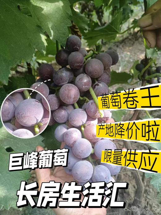 XZG-巨峰葡萄5斤装28元，果园子降价啦！！ 商品图0