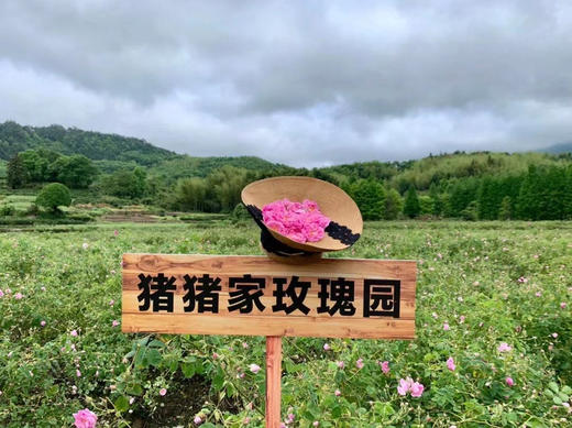 一斤真爱装（500ml）原料级大马士革玫瑰园鲜活水 喷雾 爽肤水 湿敷 补水 天然玫瑰香氛 来自汶川万亩玫瑰园 商品图6