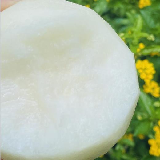 秋月梨|🌹秋月梨，和千脆蜜梨不一样的口感，千脆水润清香，秋月酥脆甜度更高~ 商品图2