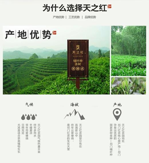 【送礼大气 世界高香茶】天之红 祁门红茶 特一级高香礼盒 240g/盒（线下同款） 商品图4