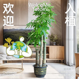 步步高发财树，财气满满啦！