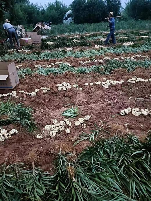 『yao食同源』新鲜宜兴百合 一剂良yao/微苦在喉/甘补于心 商品图3