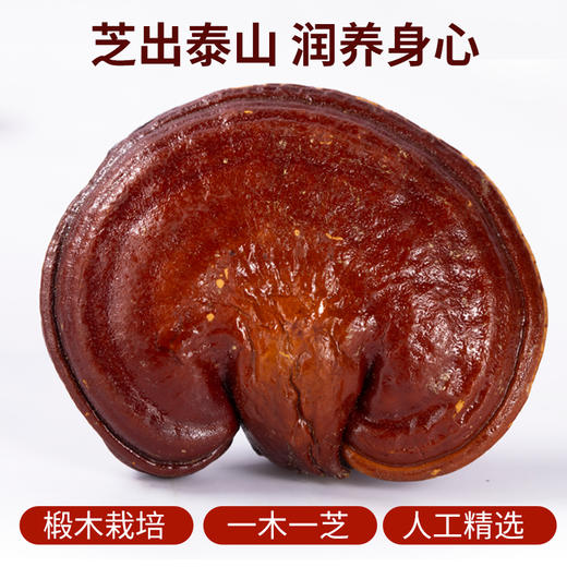 深圳手信芝昱一朵灵芝茶300g（15包）（四种口味） 商品图3