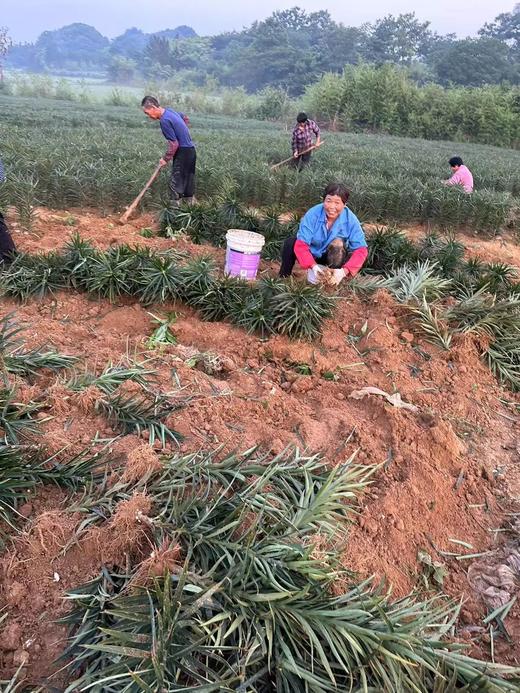 『yao食同源』新鲜宜兴百合 一剂良yao/微苦在喉/甘补于心 商品图5