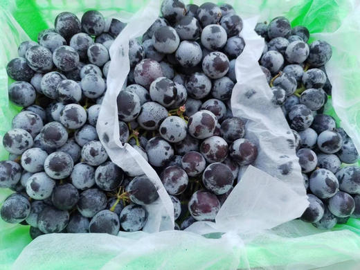 周六配送！新疆蓝莓葡萄有淡淡蓝莓香，含有丰富有机酸，氨基酸，维生素和微量元素，营养丰富，葡萄中的佼佼者，一口爆破的甜脆嫩香气，馥郁浓香蜜甜的果汁，还带着一些蓝莓的香味儿，令人陶醉！约4-4.5斤 商品图2